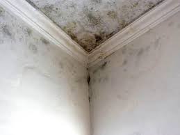 Best Emergency Mold Remediation  in Kenneth City, FL