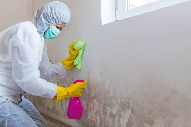 Best Mold Prevention Services  in Kenneth City, FL